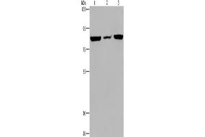 Western Blotting (WB) image for anti-Leprecan Like Protein 2 (LEPREL2) antibody (ABIN2423725) (LEPREL2 antibody)