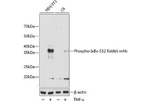 Western blot analysis of extracts of various cell lines, using Phospho-IκBα-S32 Rabbit mAb (ABIN6135326, ABIN6136268, ABIN6136269 and ABIN7101884) at 1:1000 dilution. (NFKBIA antibody  (pSer32))
