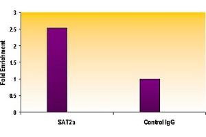 Histone H3 trimethyl Lys9 antibody tested by ChIP analysis. (Histone 3 antibody  (3meLys9))