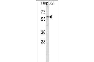 ZP4 Antibody (C-term) (ABIN656652 and ABIN2845893) western blot analysis in HepG2 cell line lysates (35 μg/lane). (ZP4 antibody  (C-Term))