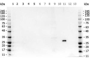 Western Blot of Rabbit anti-GFP antibody. (GFP antibody  (AA 246))