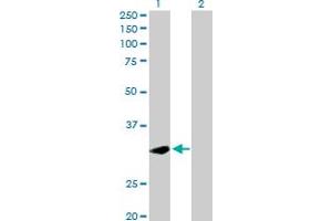 Western Blot analysis of PLSCR1 expression in transfected 293T cell line by PLSCR1 MaxPab polyclonal antibody. (PLSCR1 antibody  (AA 1-318))