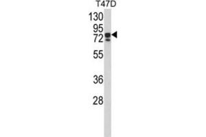 Western Blotting (WB) image for anti-KH-Type Splicing Regulatory Protein (KHSRP) antibody (ABIN3002845) (KHSRP antibody)