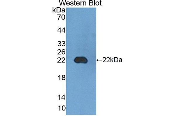 EMR2 antibody  (AA 347-509)