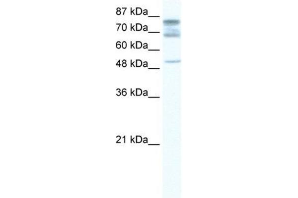 DDX46 antibody