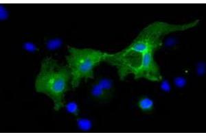 Anti-L1CAM mouse monoclonal antibody (ABIN2453218) immunofluorescent staining of COS7 cells transiently transfected by pCMV6-ENTRY L1CAM (RC211601). (L1CAM antibody)