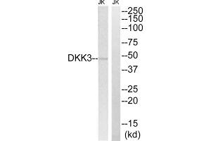 Western blot analysis of extracts from Jurkat cells, using DKK3 antibody. (DKK3 antibody  (Internal Region))