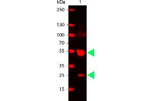 Rat IgG (H&L) Antibody CY5 Conjugated Pre-Adsorbed - Western Blot.