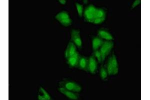 Immunofluorescent analysis of Hela cells using ABIN7151479 at dilution of 1:100 and Alexa Fluor 488-congugated AffiniPure Goat Anti-Rabbit IgG(H+L) (ELAVL2 antibody  (AA 4-356))