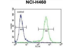 Flow cytometric analysis of NCI-H460 cells using Lipocalin-9 Antibody (N-term) Cat. (LCN9 antibody  (N-Term))