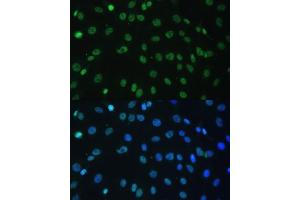 Immunofluorescence (IF) image for anti-Heterogeneous Nuclear Ribonucleoprotein D (HNRNPD) (AA 1-306) antibody (ABIN7267632)