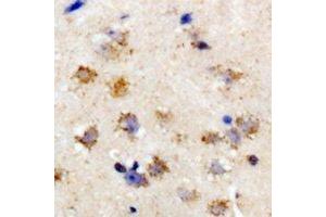 Immunohistochemical analysis of eIF2S3 staining in rat brain formalin fixed paraffin embedded tissue section. (EIF2S3 antibody)