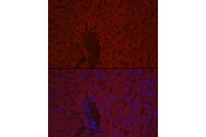 Immunofluorescence analysis of mouse liver cells using F10 Rabbit pAb (ABIN7266422) at dilution of 1:100 (40x lens). (Coagulation Factor X antibody  (AA 41-300))