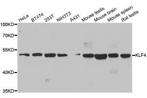 Western blot analysis of extracts of various cell lines, using KLF4 antibody. (KLF4 antibody  (AA 180-479))