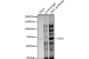 Immunoprecipitation analysis of 300 μg extracts of HT-29 cells using 3 μg E2F1 antibody (ABIN7266873). (E2F1 antibody)