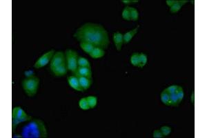 Immunofluorescent analysis of PC-3 cells using ABIN7166610 at dilution of 1:100 and Alexa Fluor 488-congugated AffiniPure Goat Anti-Rabbit IgG(H+L) (PID1 antibody  (AA 15-168))