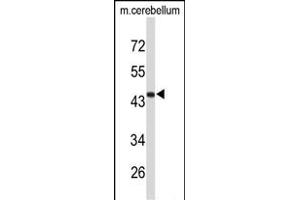 Western blot analysis of FMOD Antibody (C-term) (ABIN653190 and ABIN2842740) in mouse cerebellum tissue lysates (35 μg/lane).