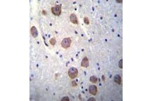 Formalin fixed, paraffin embedded human brain tissue stained with RGS7 Antibody (C-term) followed by peroxidase conjugation of the secondary antibody and DAB staining.
