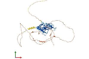 AlphaFold protein structure predicition of Human Recombinant TBX5 Protein, UniprotID Q99593