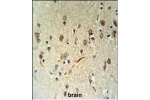 LIMD2 Antibody (N-term) (ABIN651242 and ABIN2840151) IHC analysis in formalin fixed and paraffin embedded human brain tissue followed by peroxidase conjugation of the secondary antibody and DAB staining. (LIMD2 antibody  (N-Term))