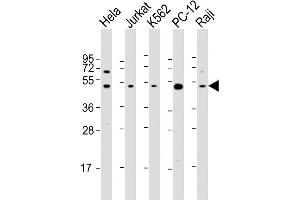 Western Blot at 1:2000 dilution Lane 1: Hela whole cell lysate Lane 2: Jurkat whole cell lysate Lane 3: K562 whole cell lysate Lane 4: PC-12 whole cell lysate Lane 5: Raji whole cell lysate Lysates/proteins at 20 ug per lane. (RPL4 antibody  (AA 392-424))