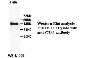 Image no. 2 for anti-Gap Junction Protein, alpha 1, 43kDa (GJA1) antibody (ABIN791219) (Connexin 43/GJA1 antibody)