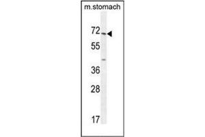 Western blot analysis of ESCO2 Antibody  in mouse stomach tissue lysates (35ug/lane). (ESCO2 antibody  (Middle Region))