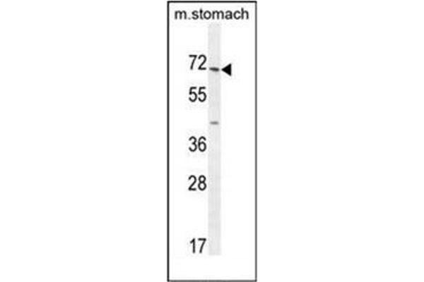 ESCO2 antibody  (Middle Region)