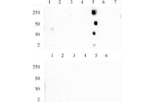 Histone H4 monomethyl Lys20 mAb (Clone 5E10-D8) tested by dot blot analysis. (Histone H4 antibody  (meLys20))