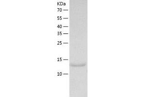 Western Blotting (WB) image for Macrophage Migration Inhibitory Factor (Glycosylation-Inhibiting Factor) (MIF) (AA 1-115) protein (His tag) (ABIN7285400) (MIF Protein (AA 1-115) (His tag))