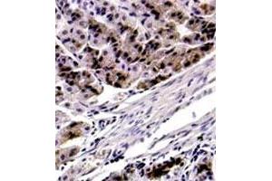 IHC : FOXP4 polyclonal antibody  (5 ug/mL) staining of formalin-fixed parrafin embedded mouse stomach. (FOXP4 antibody  (C-Term))