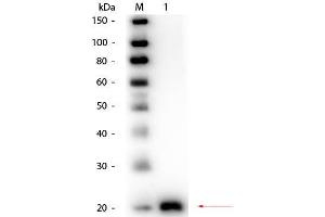 Western Blot of Rabbit anti-VEGF-165 Antibody Biotin Conjugated. (VEGF antibody  (Biotin))