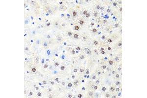 Immunohistochemistry of paraffin-embedded rat liver using POLR2B antibody. (POLR2B antibody  (AA 1-260))