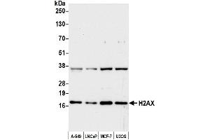 Western Blotting (WB) image for anti-H2A Histone Family, Member X (H2AFX) (C-Term) antibody (ABIN7449409) (H2AFX antibody  (C-Term))