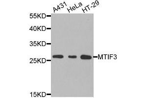 Western blot analysis of extracts of various cell lines, using MTIF3 antibody.