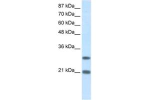 Western Blotting (WB) image for anti-Msh Momeobox 2 (Msx2) antibody (ABIN2461660) (Msx2/Hox8 antibody)