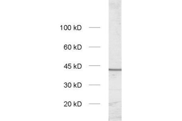 Slc30a3 antibody  (AA 2-75)