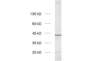 dilution: 1 : 1000, sample: synaptic vesicle fraction of rat brain (LP2) (Slc30a3 antibody  (AA 2-75))