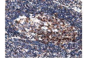 Immunohistochemistry (IHC) image for anti-DnaJ (Hsp40) Homolog, Subfamily A, Member 2 (DNAJA2) antibody (ABIN1497861) (DNAJA2 antibody)