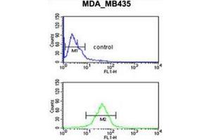 Flow cytometric analysis of MDA-MB435 cells (bottom histogram) compared to a negative control cell (top histogram) using GPR17 Antibody . (GPR17 antibody  (Middle Region))