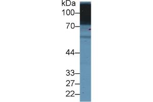 Detection of SLC3A2 in Human Hela cell lysate using Polyclonal Antibody to Solute Carrier Family 3, Member 2 (SLC3A2) (SLC3A2 antibody  (AA 213-349))