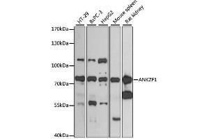 Western blot analysis of extracts of various cell lines, using ANKZF1 antibody (ABIN6290010) at 1:3000 dilution.