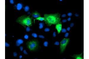 Anti-ATG3 mouse monoclonal antibody (ABIN2454918) immunofluorescent staining of COS7 cells transiently transfected by pCMV6-ENTRY ATG3 (RC203453). (ATG3 antibody)