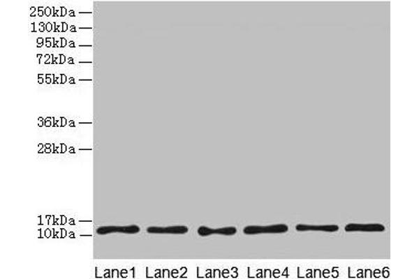 TCTA antibody  (AA 62-103)