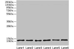 Western blot All lanes: TCTA antibody at 1. (TCTA antibody  (AA 62-103))
