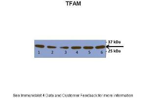 Western Blotting (WB) image for anti-Transcription Factor A, Mitochondrial (TFAM) (N-Term) antibody (ABIN2777277)