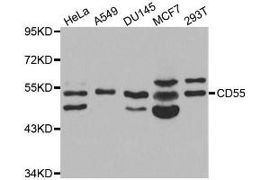 Western blot analysis of extracts of various cell lines, using CD55 antibody. (CD55 antibody  (AA 40-300))