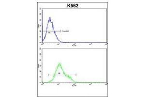 CFLAR Antibody (Center) flow cytometric analysis of k562 cells (bottom histogram) compared to a negative control cell (top histogram). (FLIP antibody  (Middle Region))