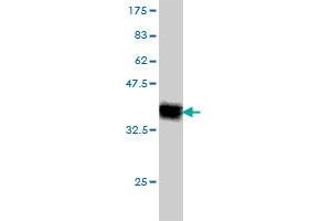 Western Blot detection against Immunogen (37. (KLRC3 antibody  (AA 132-240))