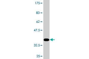 AAMP antibody  (AA 111-210)